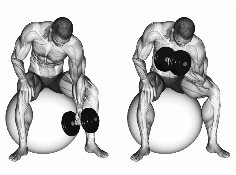 bodybuilding and stability balls