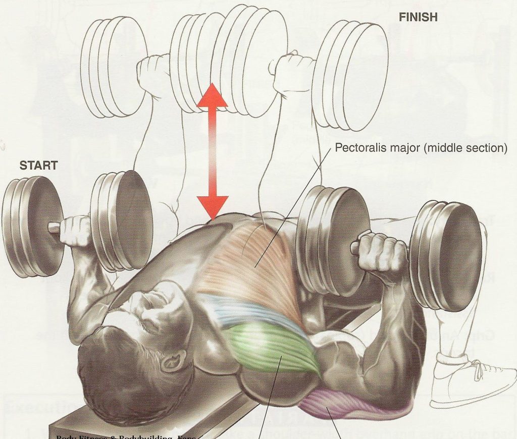 bodybuilding chest training