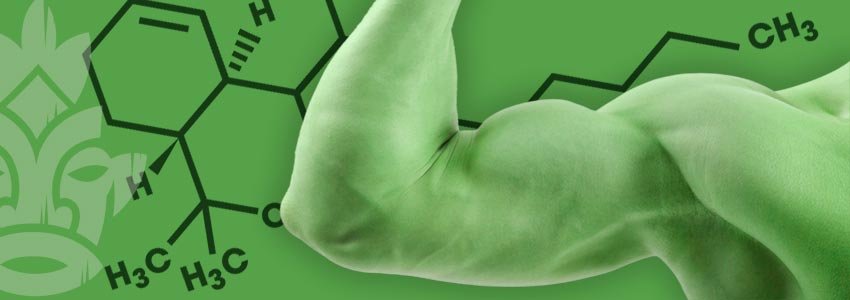 marijuana effects on muscle growth