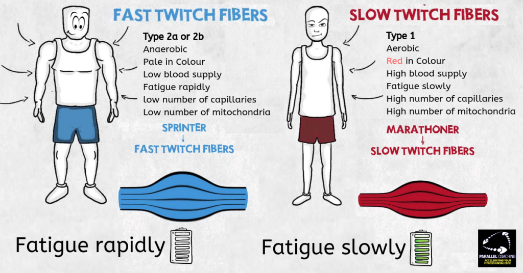 types of muscle fibers